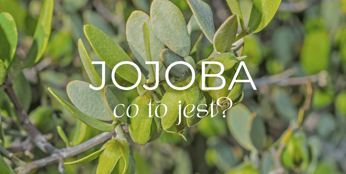 Co to jest jojoba?